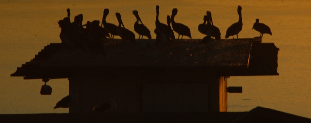 pelicans on roof at Morro Bay